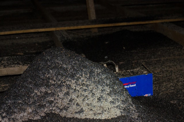 bat guano disease
