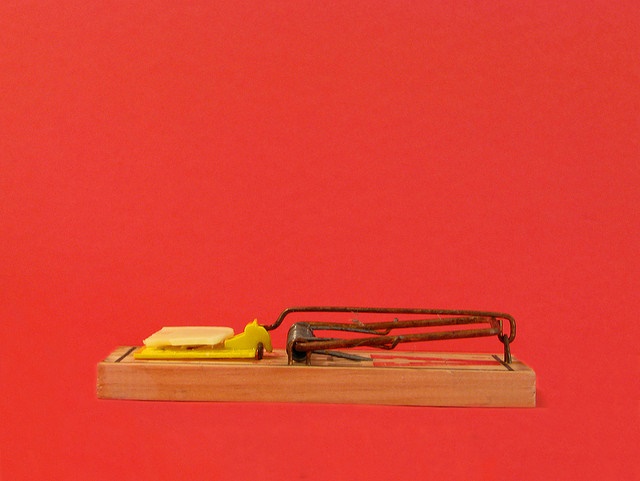best mouse trap