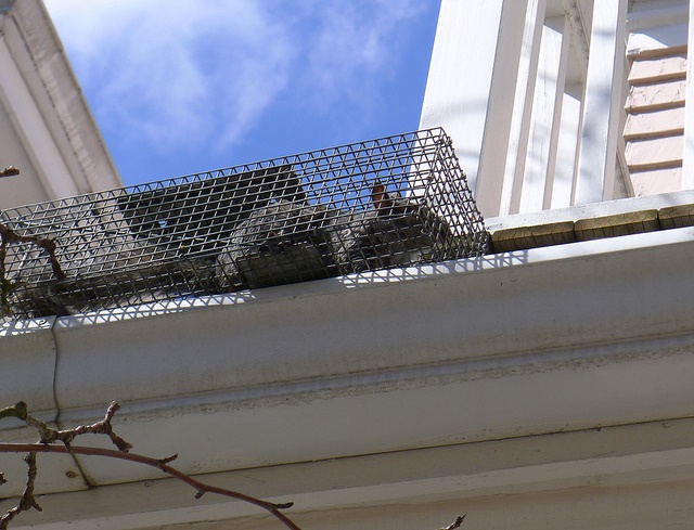 squirrel trapping