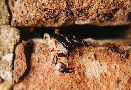 scorpion removal