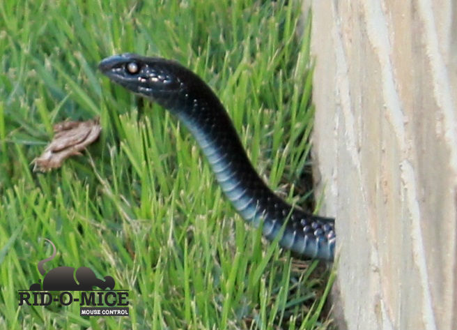 snake removal