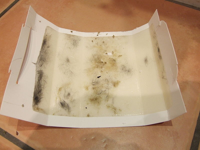 Glue trap with hair