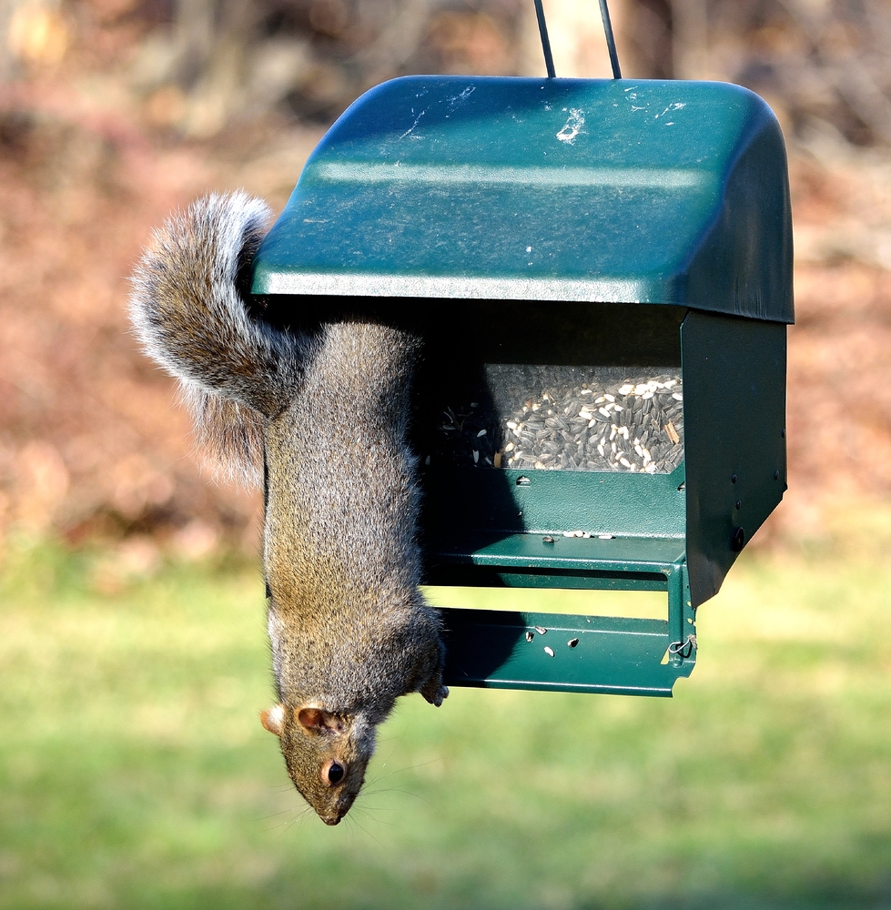 The best squirrel proof bird feeder action shot