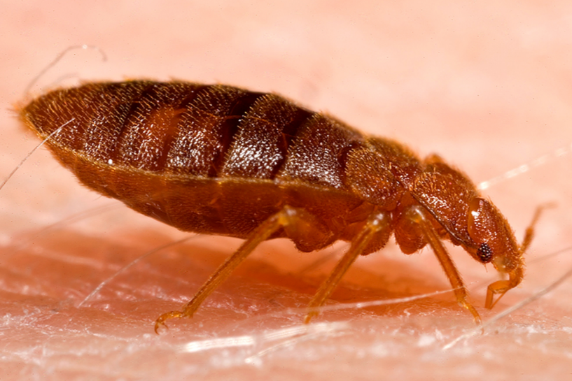 bed bugs closeup