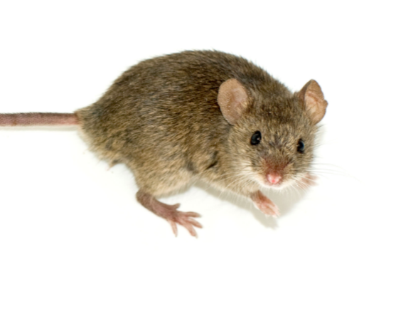 house mouse looking up